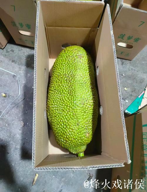 菠萝菠萝蜜高清视频